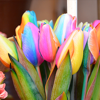 Farbenfrohe Tulpen