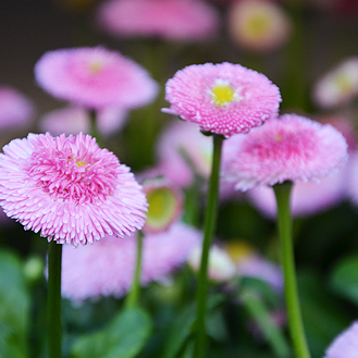 Bellis