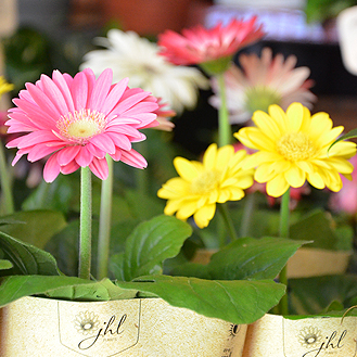 Gerbera