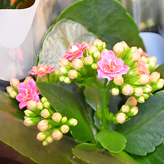 Kalanchoe