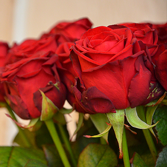 Rote Rosen