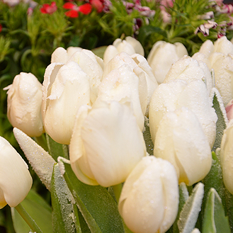 Weiße Tulpen